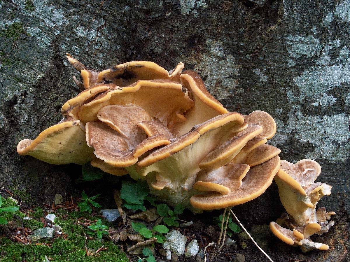 INONOTUS RHEADES2 03. 09 2005