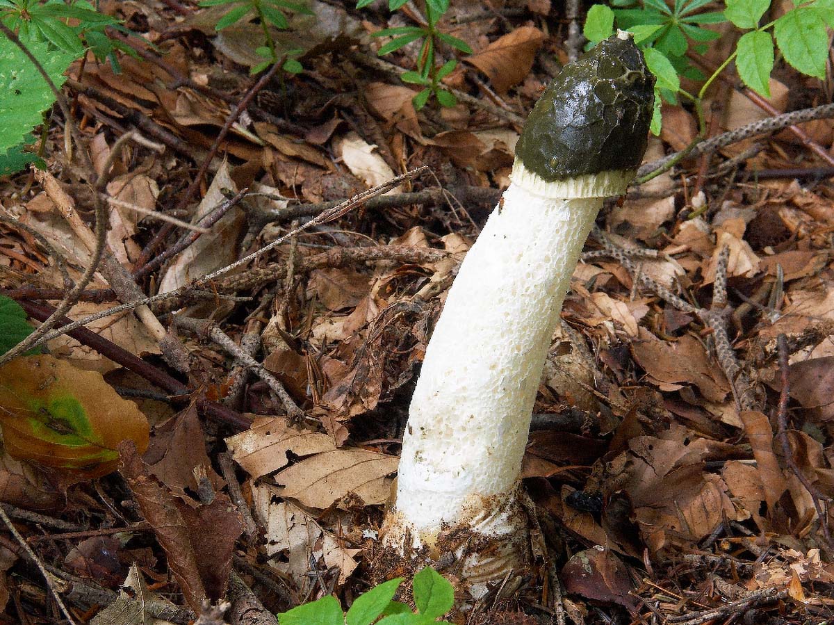 STRSAK PHALLUS IMPUDICUS2 03. 09 2005