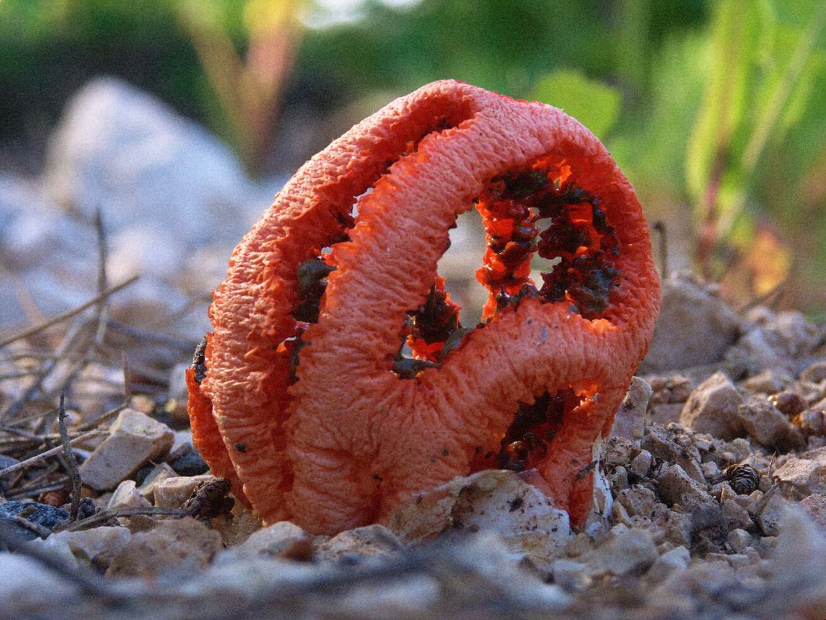 VJESTICINO SRCE CLATHRUS CANCELLATUS FRIES02 03 05 08