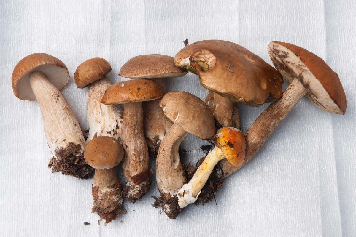 VRGANJ   BOLETUS EDULIS27 07 10 12