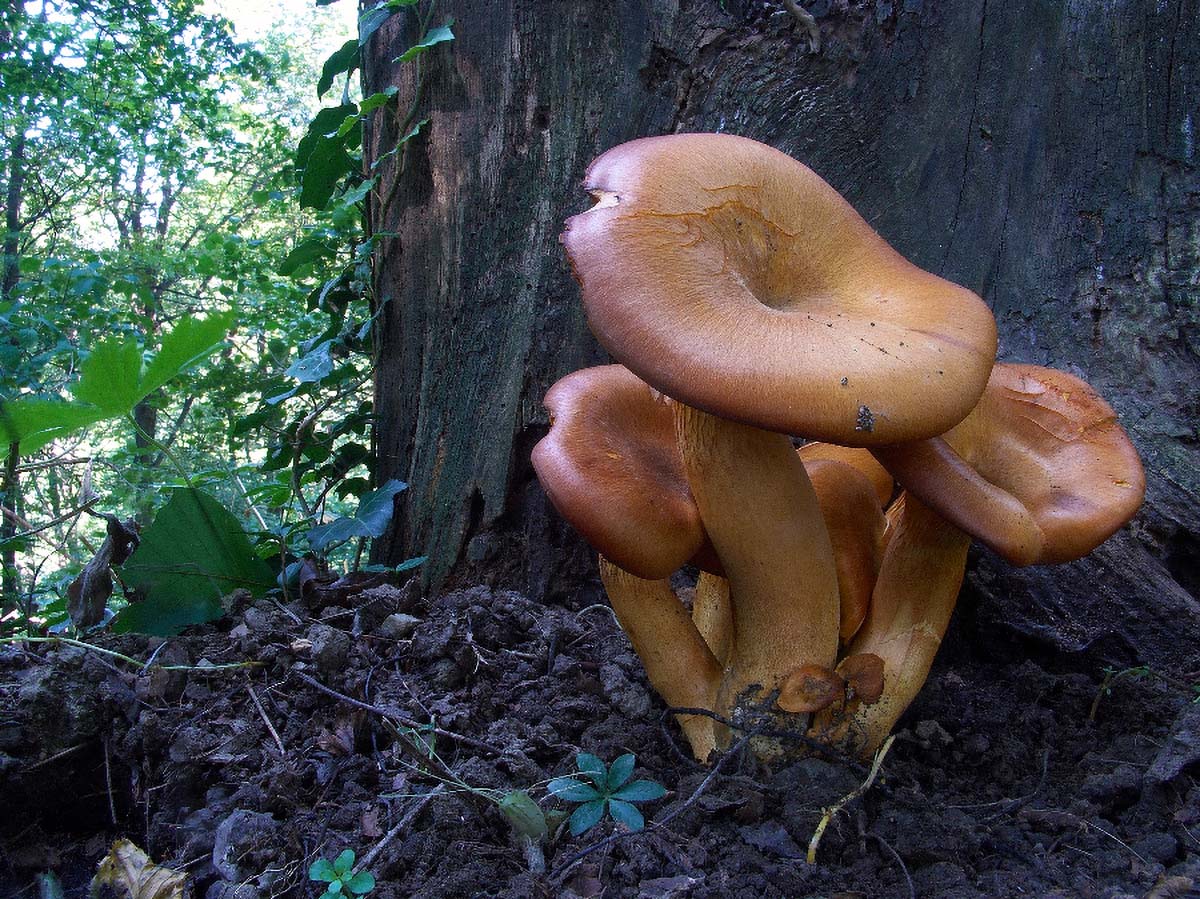 ZAVODNICA OMPHATOLUS OLEARIUS5 07. 09 2005