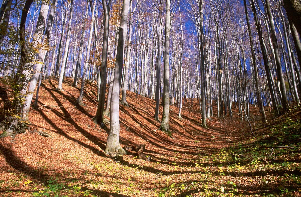Woods and trees