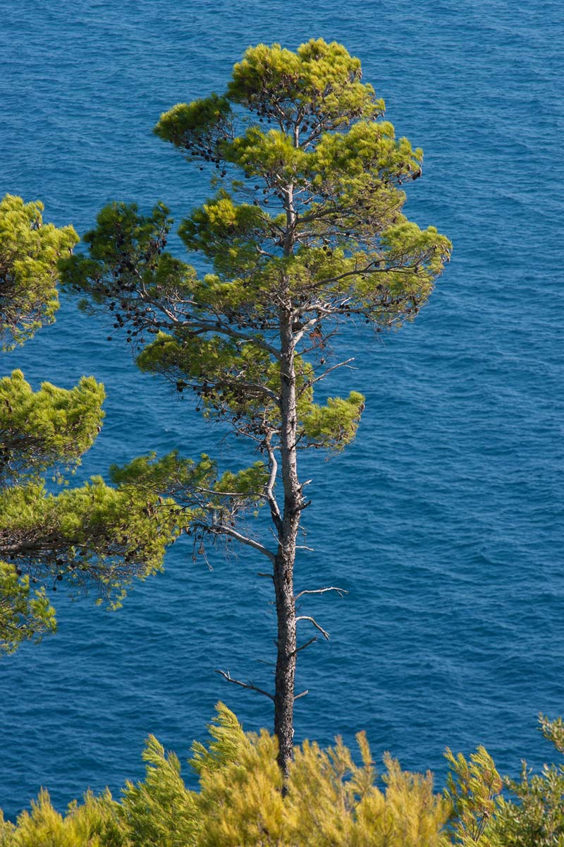 MLJET1764 17 08 13