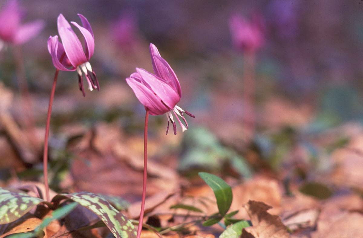 K14E11 CRVENI PASJI ZUB