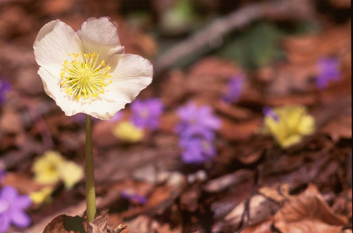 K14E3 VELECVIJETNI KUKURIJEK