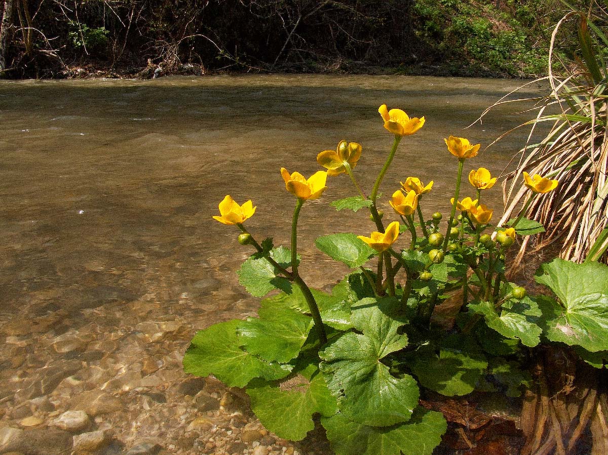 MOCVARNA KALJUZNICA CALTHA PALUSTRIS15 15 04 06