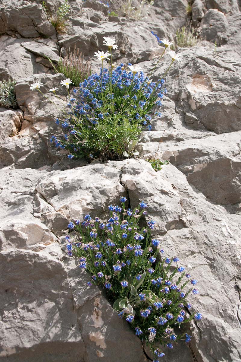 MODRO LASINJE03 15 05 12