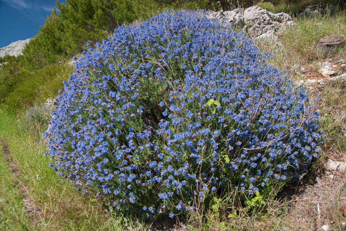 MODRO LASINJE11 18 05 12