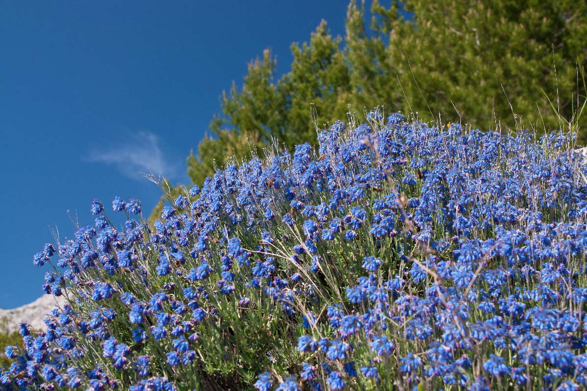 MODRO LASINJE16 18 05 12