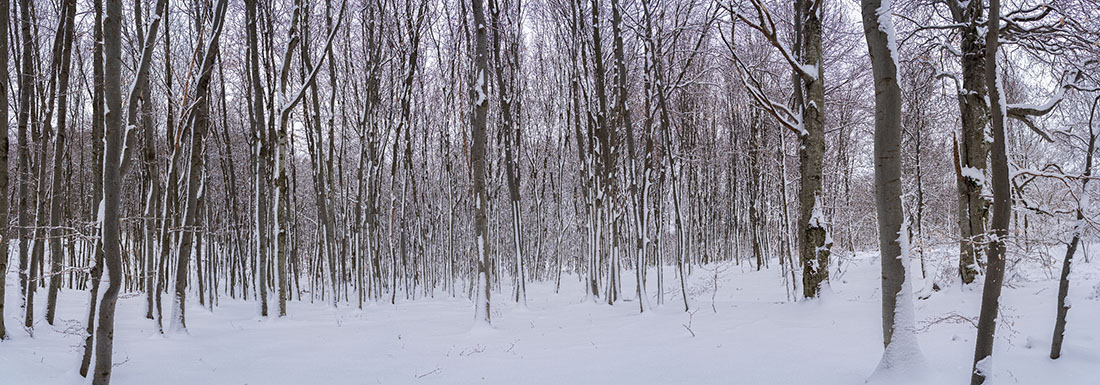 JAPETIC1 PANORAMA 19 01 19