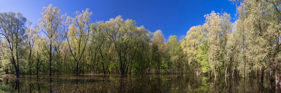 LONJSKO POLJE3 PANORAMA 21 04 18