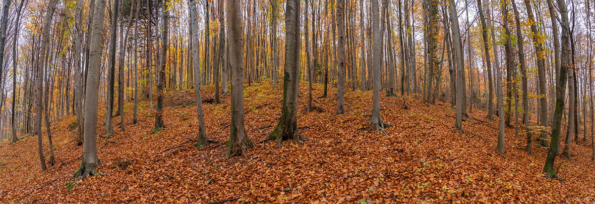 SUMA4 PANORAMA 10 11 20
