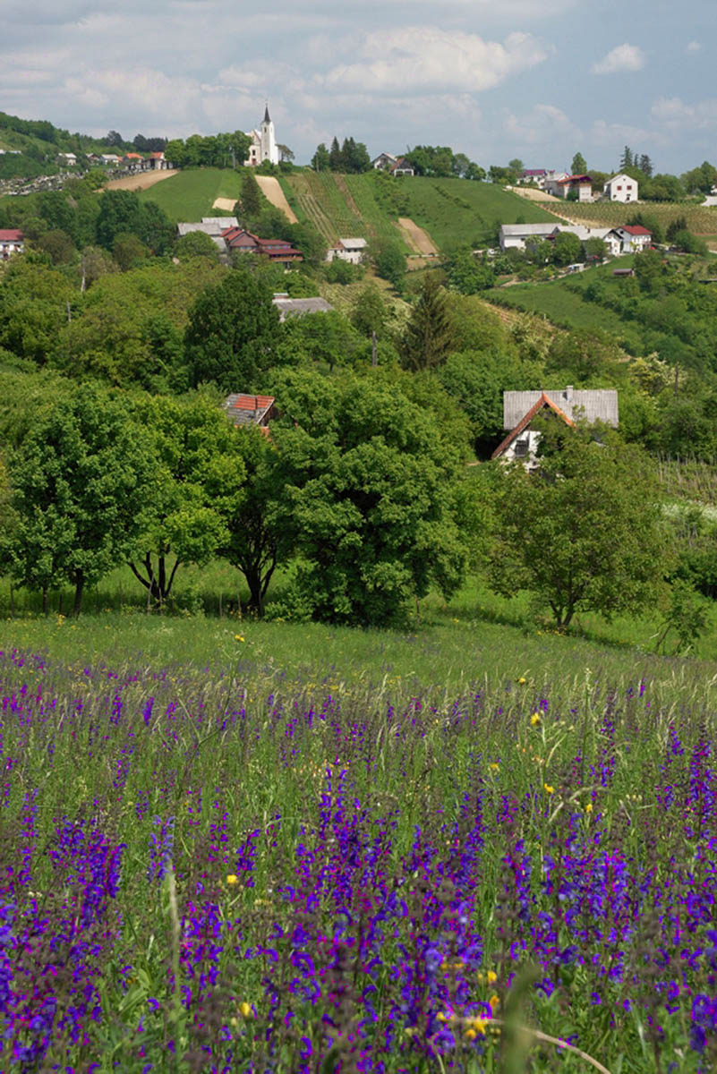 PLESIVICA18 09 05 09