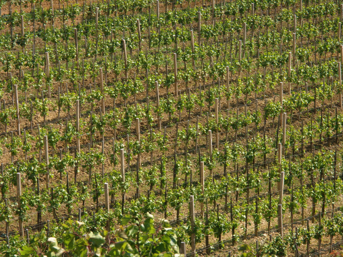 PLESIVICKI VINOGRAD05 11 05 08