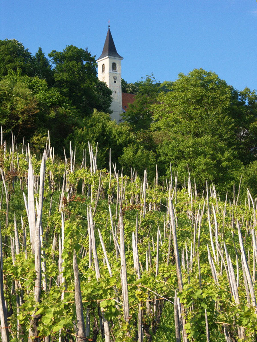 PLESIVICKI VINOGRAD17 11 05 08