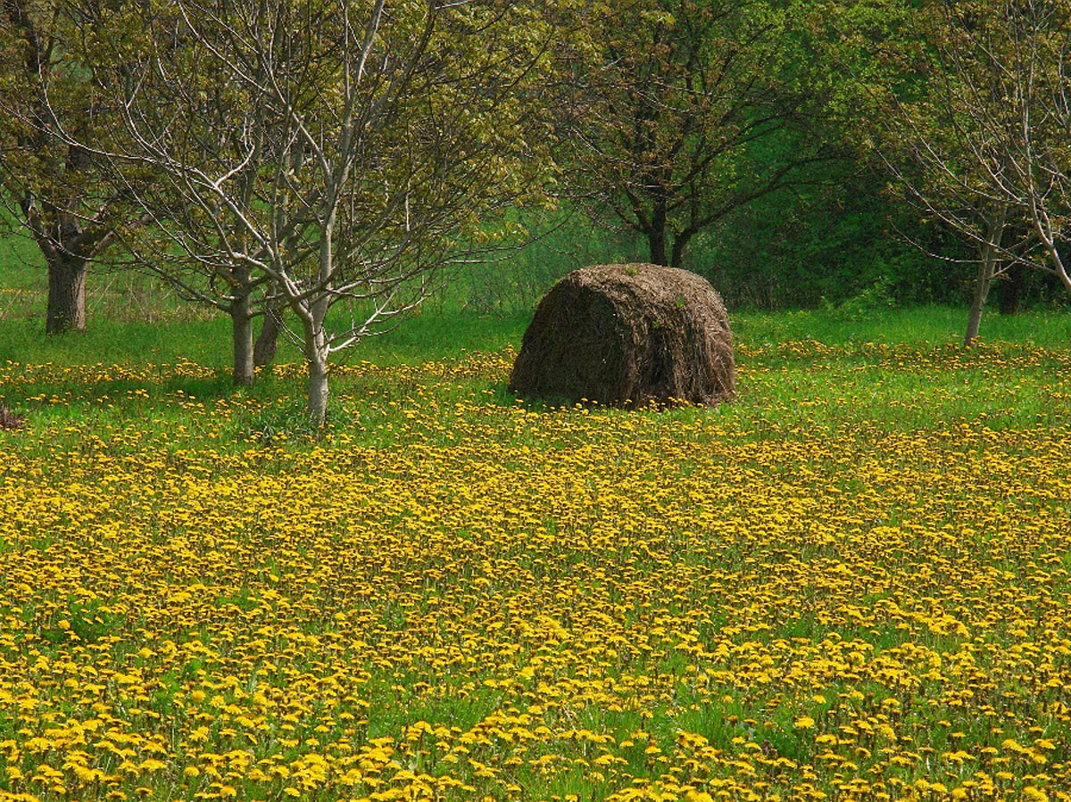 POLJE MASLACAKA27 22 04 06