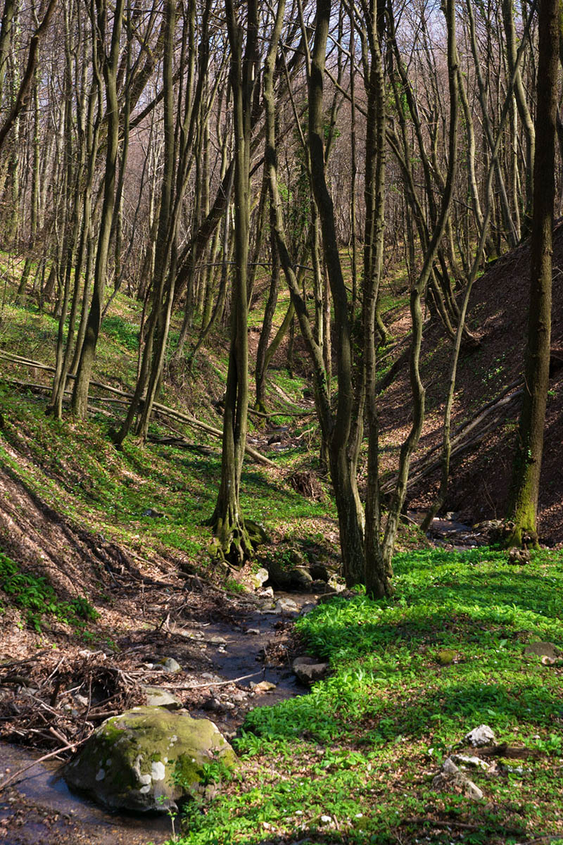 POTOK OKICNICA22 31 03 15