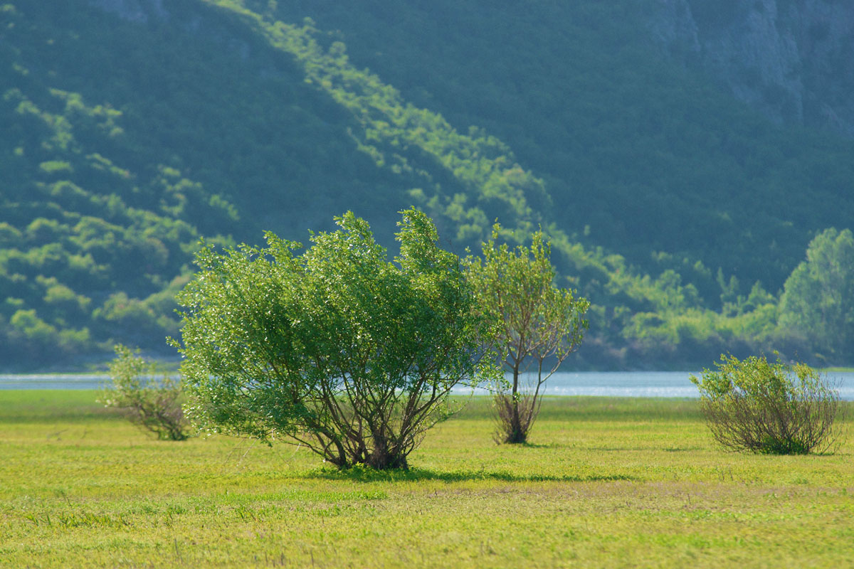 PROLOSKO BLATO42 17 05 12