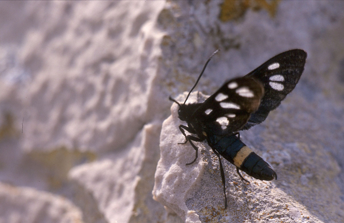 IVANJSKA PTICICA K27A22