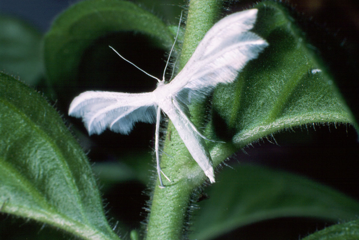 K1E50 PTEROPHORUS PENTADACTYLUS