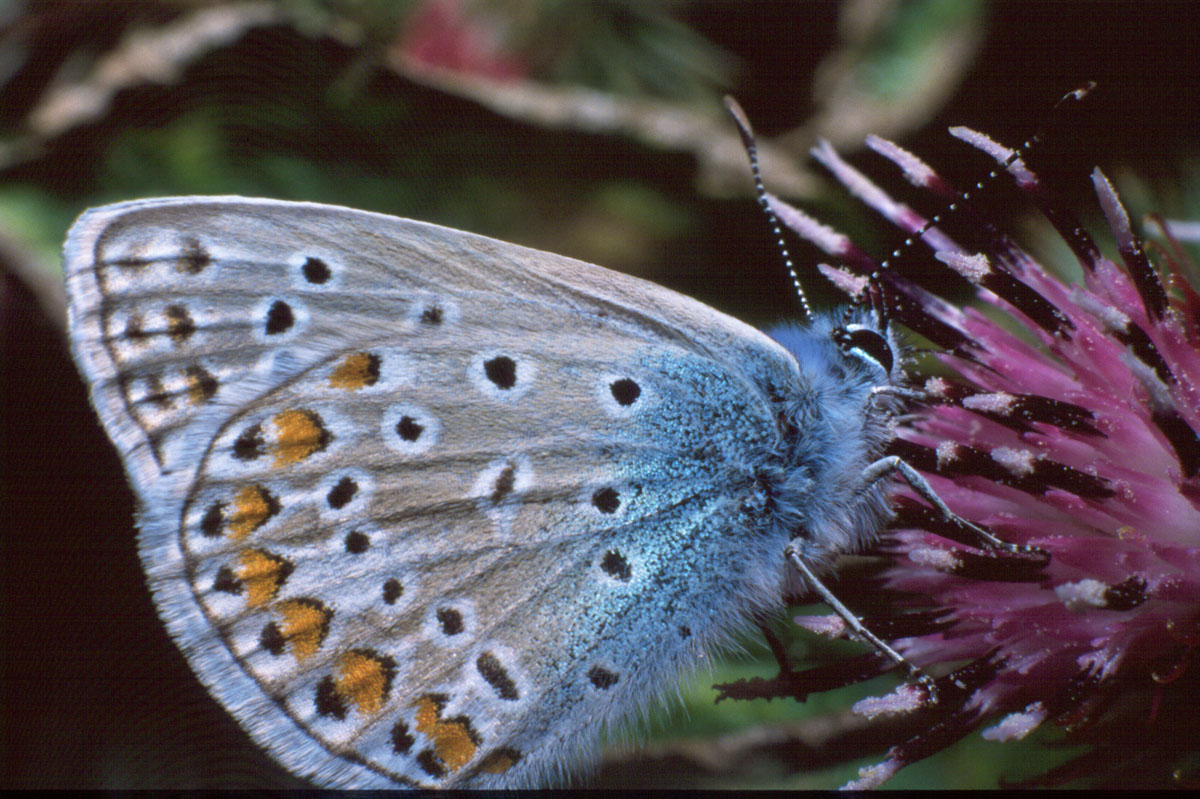 K7F3 VELIKI PJEGAVI PLAVAC