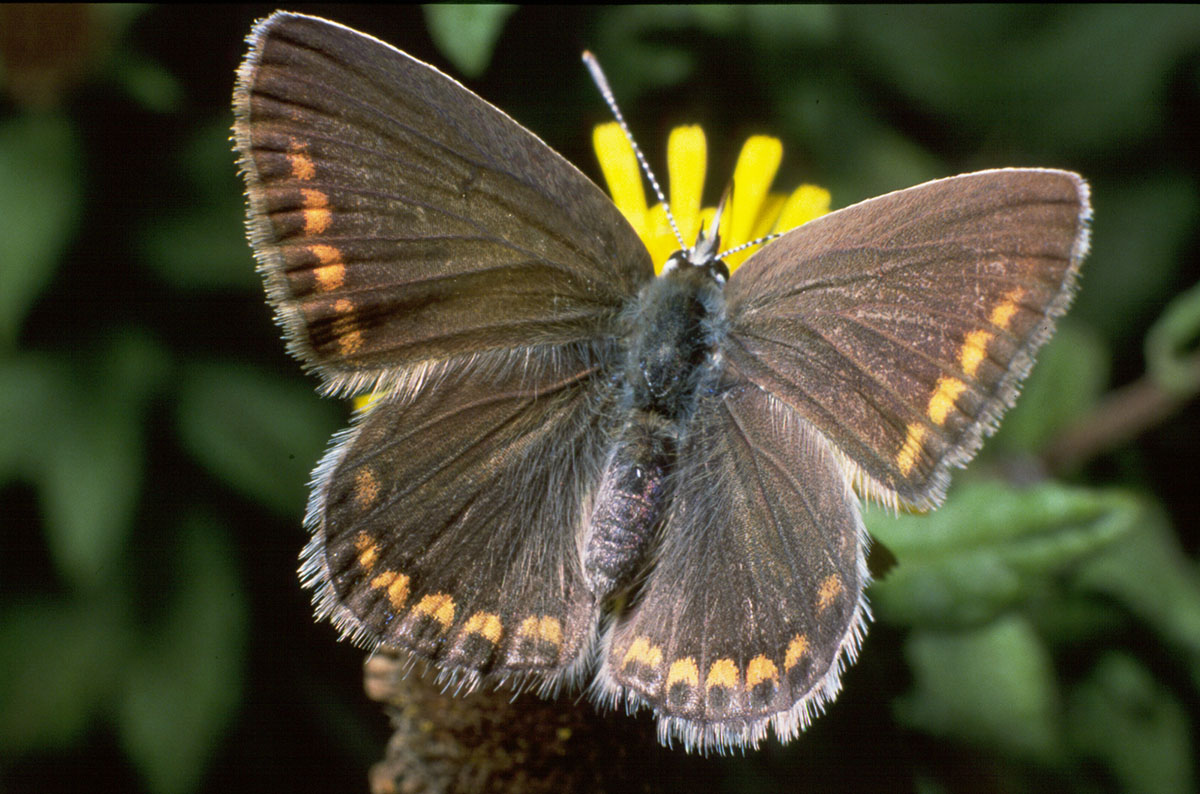 K7F5 VELIKI PJEGAVI PLAVAC