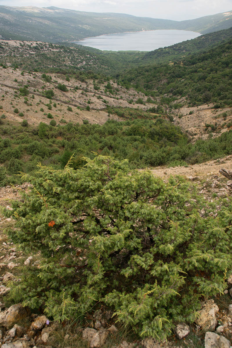 VRANSKO JEZERO11 23 08 14